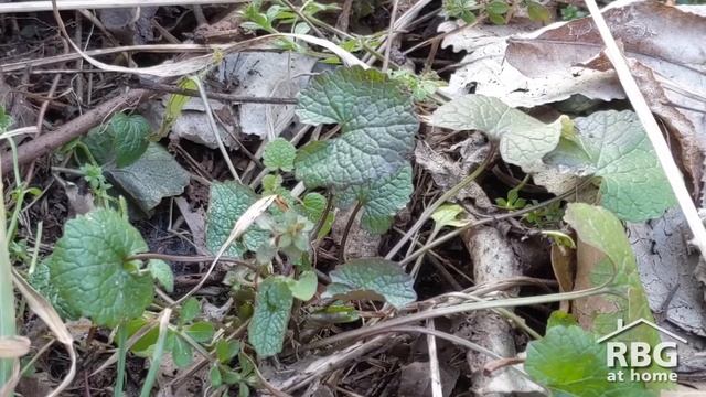Invasive Species: Garlic Mustard смотреть онлайн