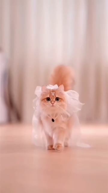 Cute Kitten #princesscat #lovecats #cats #cat #catlover #shortcat #catvideos