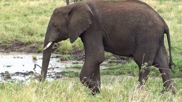 Sounds of pets. Horse, horse, sheep, lion, pig, zebra, cat. Distract the child, for children. смотреть онлайн