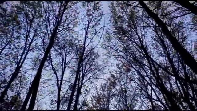 Прогулка в осеннем лесу