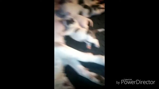 GoldMind Bully in house breeding bullies pups смотреть онлайн