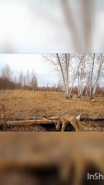 Сибирские косули у солонца. смотреть онлайн
