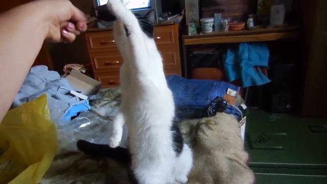 За мороженое могу и столбиком встать...