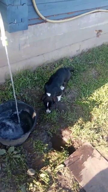 #family #historu #купить #питомник #щенки #корги #гдр #вео #голден #немецкая