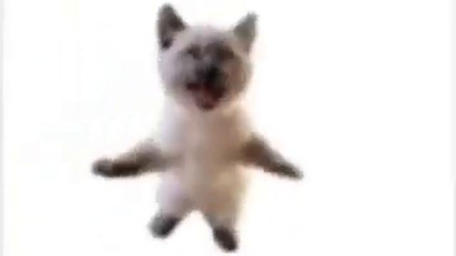 Shni Shna Shnapi 3 Cake Effect