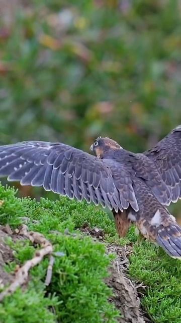 Closer look at the photographers from falcon #peregrine #falcon #sonyalpha #birdofprey #wildlife смотреть онлайн