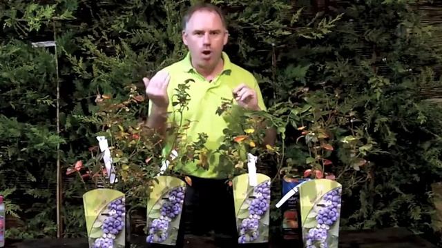 How To Grow Blueberries | Killarney Garden Centre смотреть онлайн