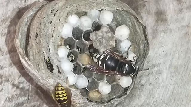 Daily Short video 27, Yellow Jacket nest #yellowjackets #wasps смотреть онлайн