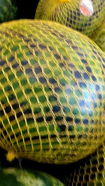 ПЕРВЫЙ РАЗ такое ВИЖУ! ЖЁЛТЫЙ АРБУЗ! #Shorts смотреть онлайн