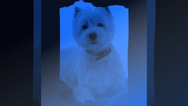 Мечты (Дрессировка собак) смотреть онлайн