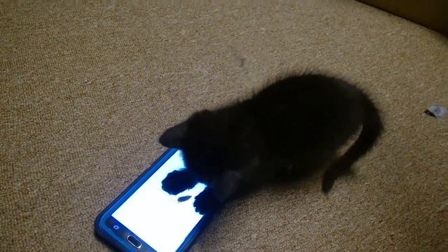Коты играют в игры на смартфонах и планшетах. смотреть онлайн