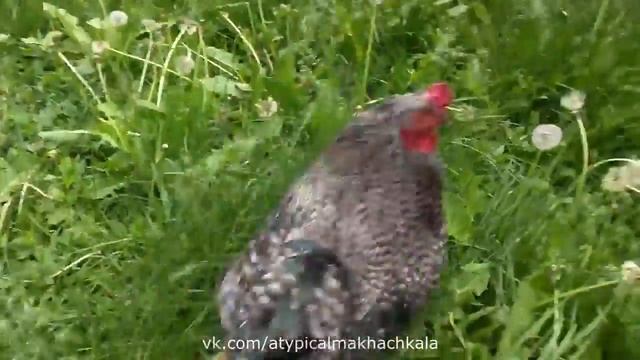 Проснись смотреть онлайн