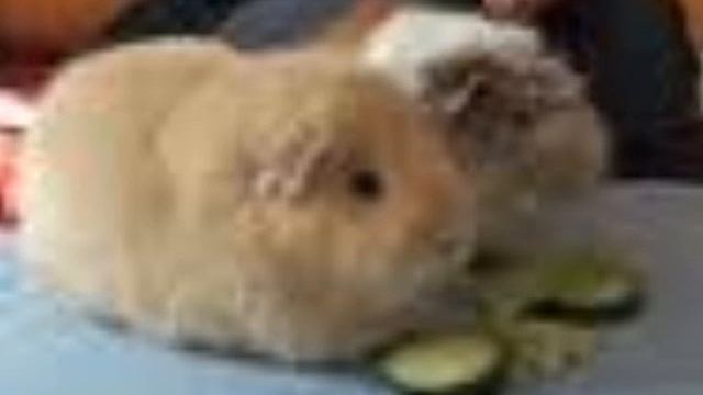 Hamster Dance Song смотреть онлайн