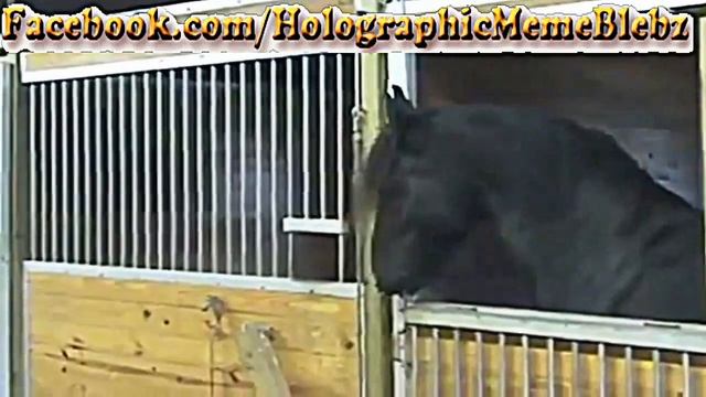 Smart Horse Picks Locks Opens Gates смотреть онлайн