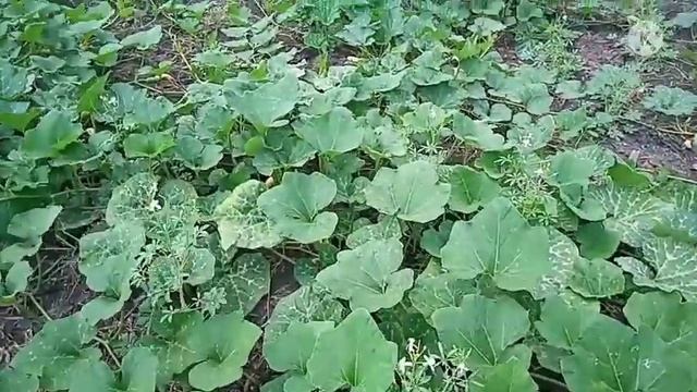 labu madu berbuah lebat смотреть онлайн