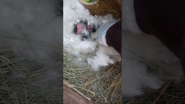 Белка окролилась