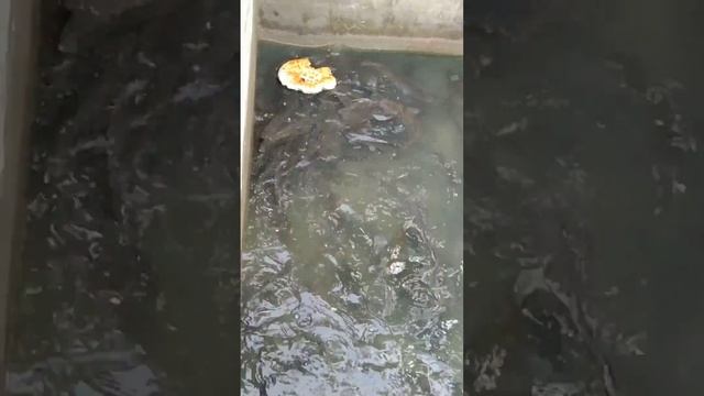 Afrika Laqqa Baliğini Boqish Jarayoni