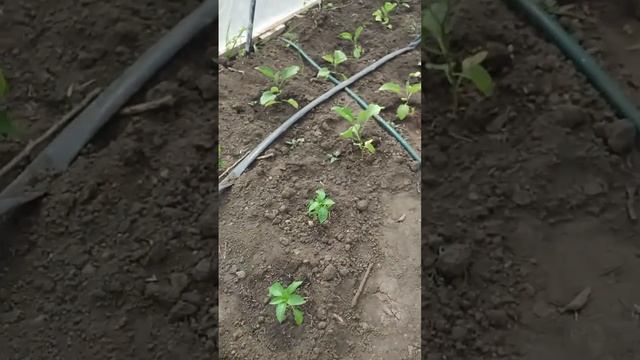 Теплица своими руками. смотреть онлайн