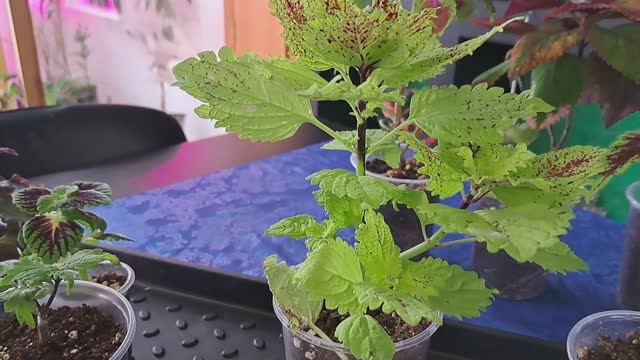 Мучнистая роса на колеусах.Как распознать, чем обработать. смотреть онлайн