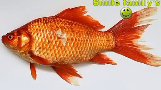 aquarium घर में मछली पालने के फायदे के बारे में शायद ही कोई आपको इतना बताएगा आती है दौलत смотреть онлайн