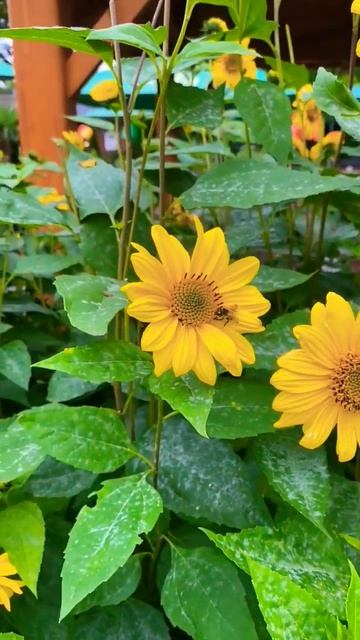 Bee Collecting Pollen 🐝 #shorts смотреть онлайн