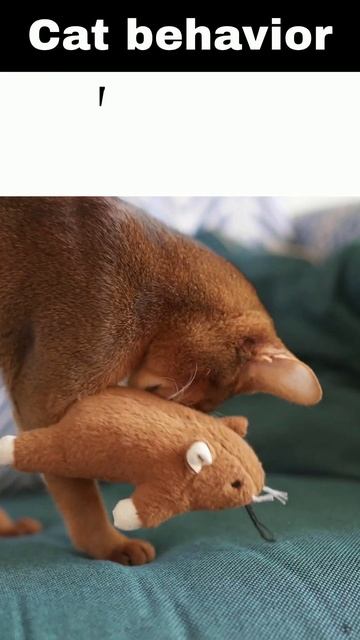 Why do cats bring us their 'presents' with such pride? #shorts #cat смотреть онлайн