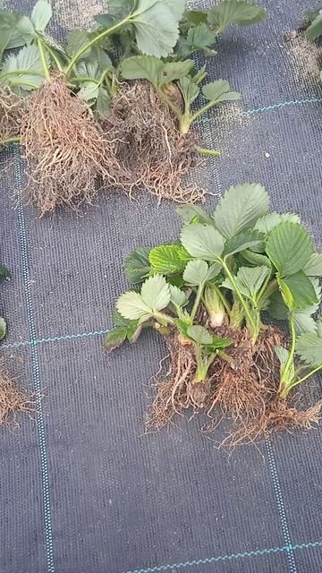 Рассада#клубника#сорт#Альба смотреть онлайн