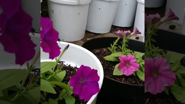 PETUNIA