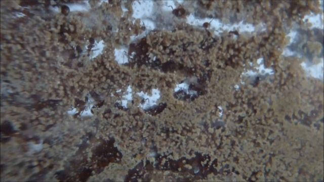 Ants inside a very wide glass formicarium смотреть онлайн