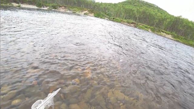 Первая горбуша 2021 года.