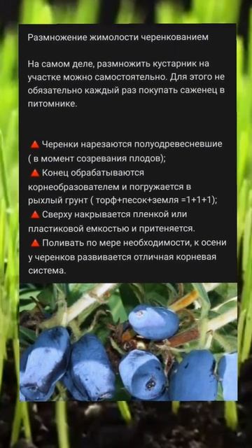 🌱 Размножение жимолости черенками #жимолость #черенкование #размножение смотреть онлайн