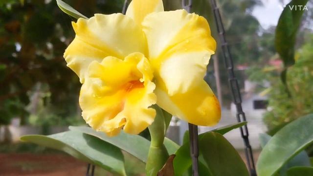 CATTLEYA: NELL HAMMER