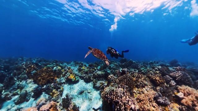 Insta360 x4 Scuba Diving Footage of a Sea Turtle (watch in 4K) смотреть онлайн