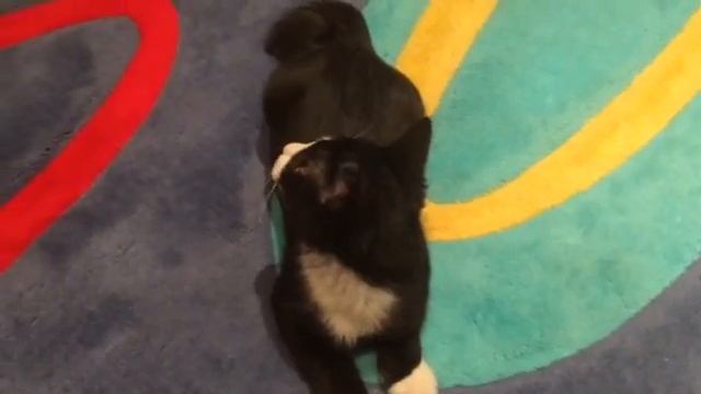 Кот трещит смотреть онлайн