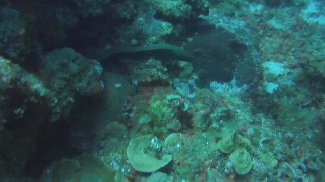 Little Cayman Diving 2019 смотреть онлайн