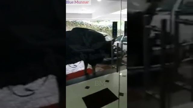 Wild Gaur/ Bison /Waiting At Hotel To Have Water / Kodaikanal / India