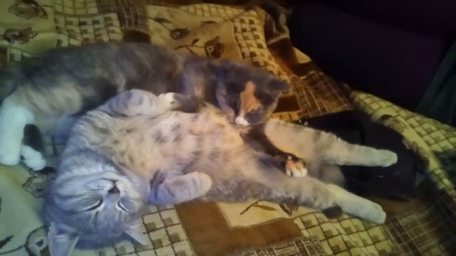 Семья котов смотреть онлайн