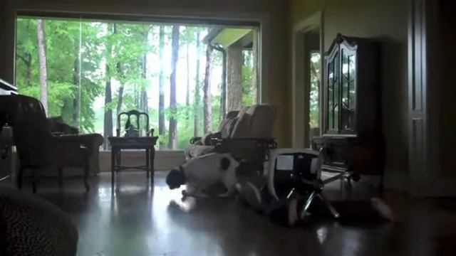 Dog Chair iot Faceplant смотреть онлайн
