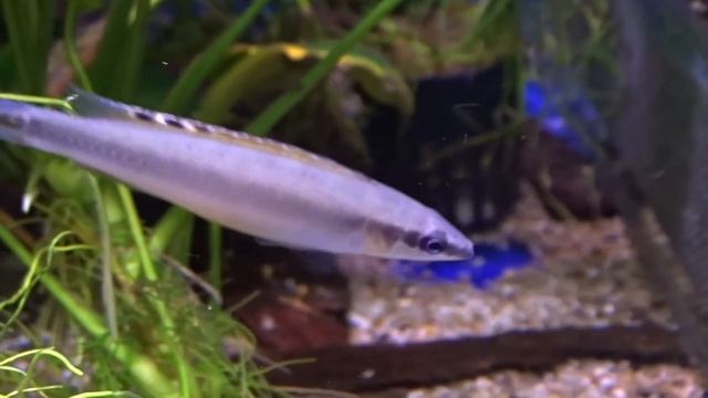 Креницихла длиннорылая смотреть онлайн