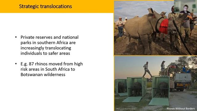Stories from the Field: White rhinoceros: Past and future conservation success. смотреть онлайн