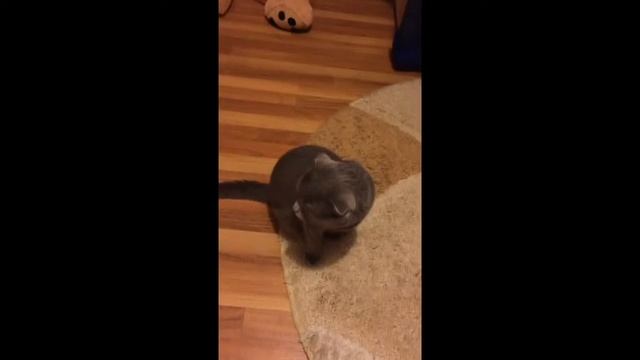 кот Пончик)