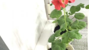 Сроки посадки рассады в Лен. Обл. надо пересмотреть. Моя рассада уже готова к перевалке в грунт.