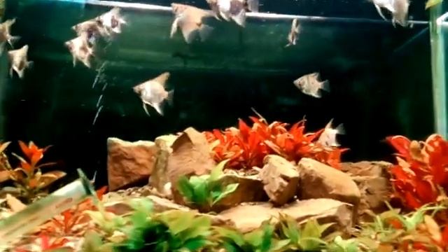 Pterophillum scalare - angelfish - skalari смотреть онлайн
