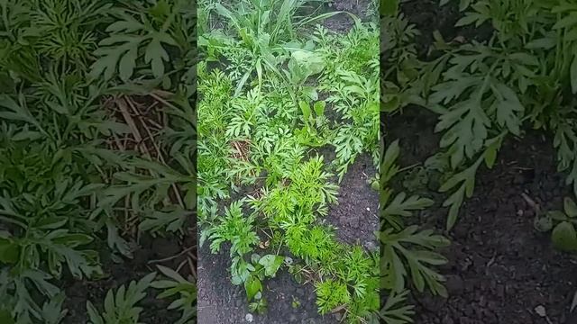 Провожу эксперимент обрабатываю морковь от сорняков керосином смотреть онлайн