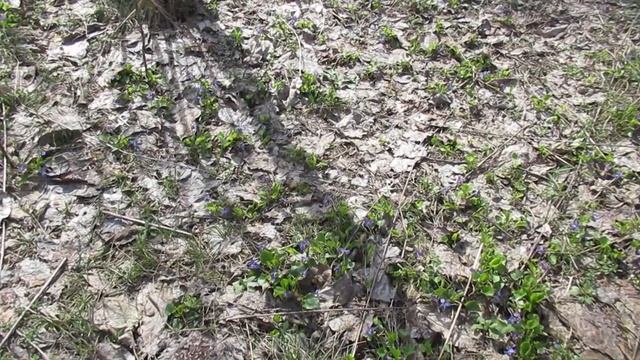 Виктор Безгодков. Веселье весны лучше, чем большие сугробы зимы. смотреть онлайн