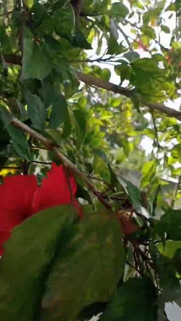 செம்பருத்தி பூவு சித்திரத்தை போல Country Hibiscus Flowers #hibiscus #flowers