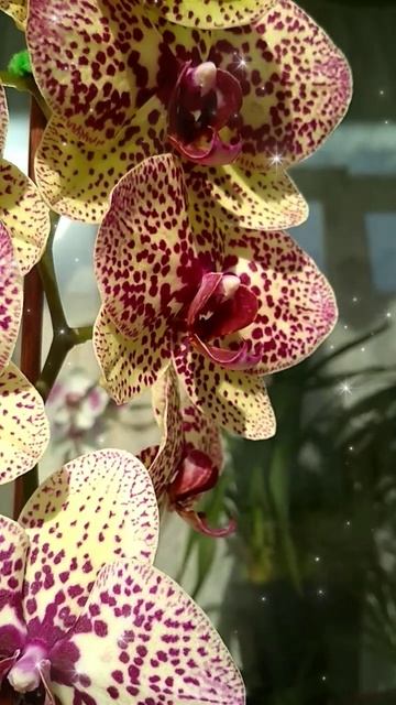 Phal.Kleopatra цариця!#orchids