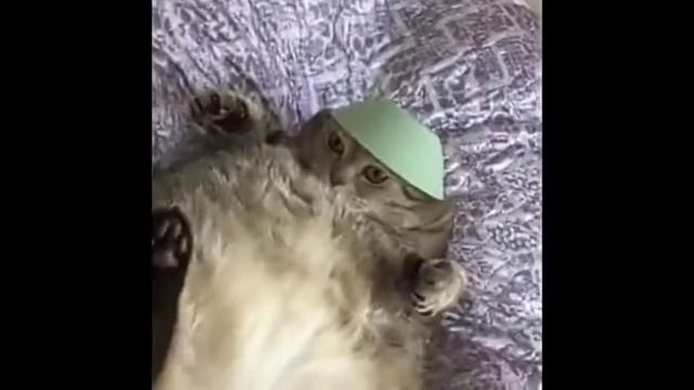 я по лесу я иду тяпкой кролика вглушу смотреть онлайн
