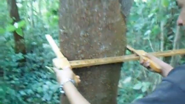 CV0011 enterolobium ciclocarpum смотреть онлайн