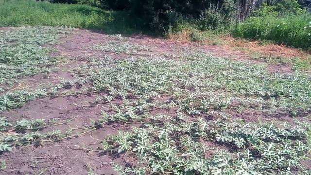 Кавун Кароліна та Талісман посіяні по суходолу станом на 8 липня.